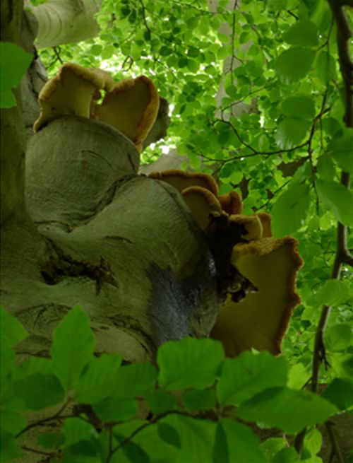 A large cluster of brackets high up on a mature beech in Mote Park, Maidstone 